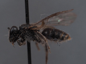  (Lasioglossum laticeps - HASARD-019)  @11 [ ] nrr (2024) Unspecified Simone Flaminio