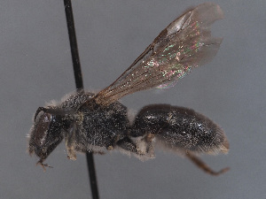  (Lasioglossum pseudocaspicum - HASARD-025)  @11 [ ] nrr (2024) Unspecified Simone Flaminio