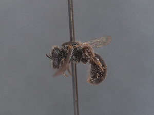  (Lasioglossum aff. crassepunctatum - HASARD-030)  @11 [ ] nrr (2024) Unspecified Simone Flaminio