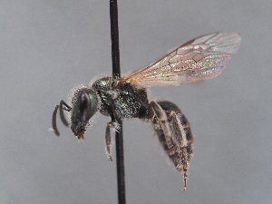  (Lasioglossum sp. nov - HASARD-054)  @11 [ ] nrr (2024) Unspecified Simone Flaminio