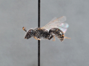  (Lasioglossum aff. nitidulum - HASARD-092)  @11 [ ] nrr (2024) Unspecified Simone Flaminio