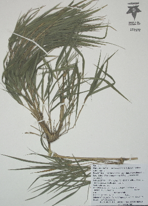  (Chusquea repens - XAL-109)  @11 [ ] Copyright  T. Mejia 2012 Unspecified