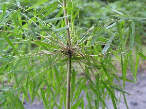  ( - XAL-14)  @11 [ ] Copyright  T. Mejia 2010 Unspecified