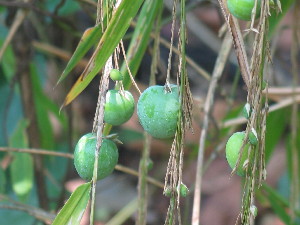  ( - XAL-1)  @11 [ ] Copyright  T. Mejia 2010 Unspecified