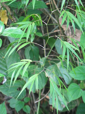 ( - XAL-3)  @11 [ ] Copyright  T. Mejia 2010 Unspecified