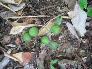  ( - XAL-3)  @11 [ ] Copyright  T. Mejia 2010 Unspecified