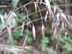  ( - XAL-66)  @11 [ ] Copyright  T. Mejia 2010 Unspecified
