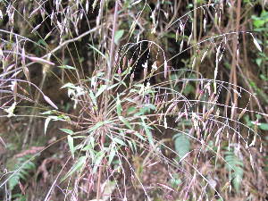  ( - XAL-66)  @11 [ ] Copyright  T. Mejia 2010 Unspecified