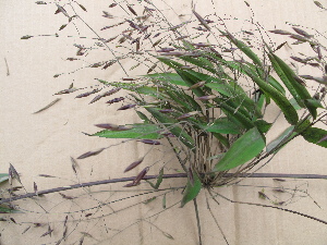  ( - XAL-67)  @11 [ ] Copyright  T. Mejia 2010 Unspecified