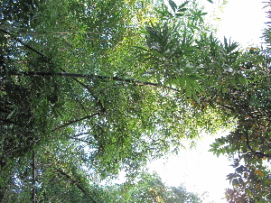  ( - XAL-72)  @11 [ ] Copyright  T. Mejia 2010 Unspecified