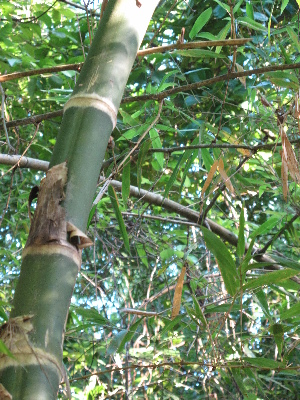  ( - XAL-72)  @11 [ ] Copyright  T. Mejia 2010 Unspecified