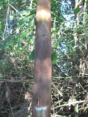  ( - XAL-72)  @11 [ ] Copyright  T. Mejia 2010 Unspecified