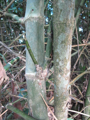  ( - XAL-72)  @11 [ ] Copyright  T. Mejia 2010 Unspecified