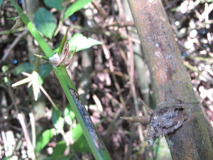  ( - XAL-72)  @11 [ ] Copyright  T. Mejia 2010 Unspecified