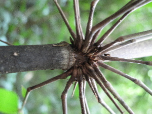 ( - XAL-117)  @11 [ ] Copyright  T. Mejia 2012 Unspecified