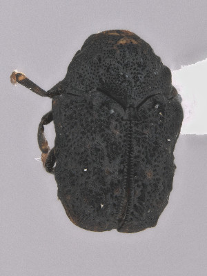  (Exema dispar - CCDB-19515-G12)  @11 [ ] by-nc-nd (2024) Hume Douglas Agriculture and Agri-Food Canada