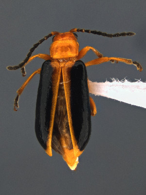  (Phyllobrotica limbata - CCDB-29984-E11)  @11 [ ] by-nc-nd (2023) Hume Douglas Agriculture and Agri-Food Canada