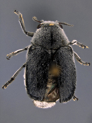  (Coscinoptera - CCDB-29984-F09)  @11 [ ] by-nc-nd (2023) Hume Douglas Agriculture and Agri-Food Canada