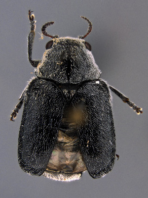  (Coscinoptera - CCDB-29984-F10)  @11 [ ] by-nc-nd (2023) Hume Douglas Agriculture and Agri-Food Canada