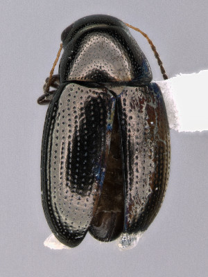  (Chaetocnema ordinata - CCDB-40914-A01)  @11 [ ] by-nc-nd (2024) Hume Douglas Agriculture and Agri-Food Canada