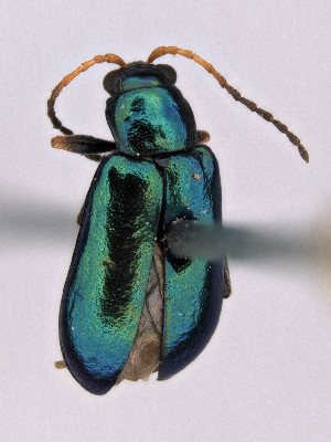  (Scelolyperus varipes - CCDB-40914-B01)  @11 [ ] by-nc-nd (2024) Hume Douglas Agriculture and Agri-Food Canada