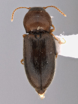  (Paradonus - CCDB-40914-D08)  @11 [ ] by-nc-nd (2024) Hume Douglas Agriculture and Agri-Food Canada