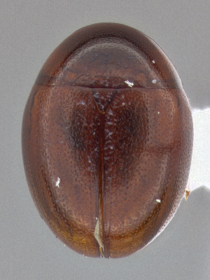  ( - CCDB-40915-C04)  @11 [ ] by-nc-nd (2025) Hume Douglas Agriculture and Agri-Food Canada