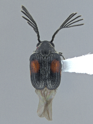  ( - CCDB-40915-C10)  @11 [ ] by-nc-nd (2025) Hume Douglas Agriculture and Agri-Food Canada