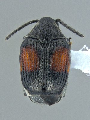  ( - CCDB-40915-C11)  @11 [ ] by-nc-nd (2025) Hume Douglas Agriculture and Agri-Food Canada