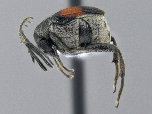  ( - CCDB-40915-C12)  @11 [ ] by-nc-nd (2025) Hume Douglas Agriculture and Agri-Food Canada