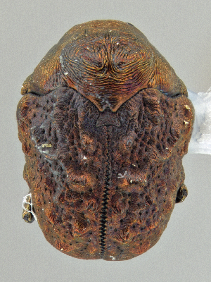  ( - CCDB-40915-E02)  @11 [ ] by-nc-nd (2025) Hume Douglas Agriculture and Agri-Food Canada