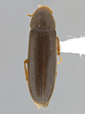  ( - CCDB-40915-E09)  @11 [ ] by-nc-nd (2025) Hume Douglas Agriculture and Agri-Food Canada