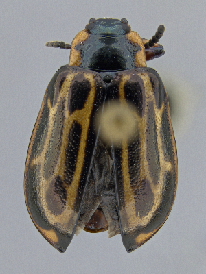  ( - CCDB-40915-G07)  @11 [ ] by-nc-nd (2025) Hume Douglas Agriculture and Agri-Food Canada