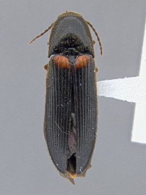  ( - CCDB-50410-A12)  @11 [ ] by-nc-nd (2025) Hume Douglas Agriculture and Agri-Food Canada