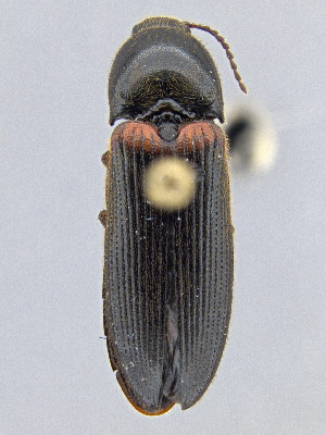  ( - CCDB-50410-B01)  @11 [ ] by-nc-nd (2025) Hume Douglas Agriculture and Agri-Food Canada