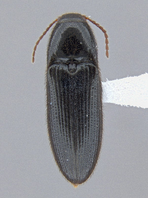  ( - CCDB-50410-B05)  @11 [ ] by-nc-nd (2025) Hume Douglas Agriculture and Agri-Food Canada