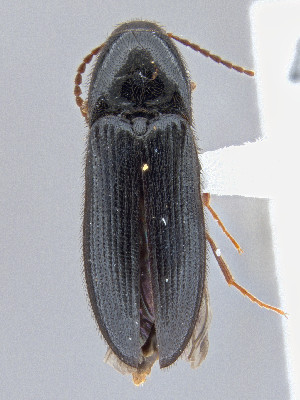  ( - CCDB-50410-B06)  @11 [ ] by-nc-nd (2025) Hume Douglas Agriculture and Agri-Food Canada