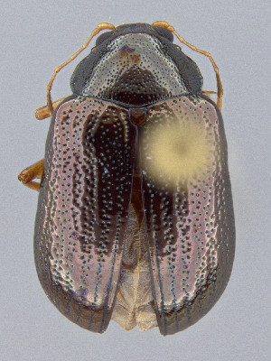  ( - CCDB-50410-C08)  @11 [ ] by-nc-nd (2025) Hume Douglas Agriculture and Agri-Food Canada