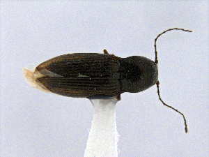  ( - CCDB19514_CNC_P1B1)  @11 [ ] Copyright (2020) AAFC AAFC