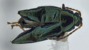  (Phyllotreta aeneicollis - CNC-HD-00087)  @11 [ ] Copyright (2018) AAFC AAFC