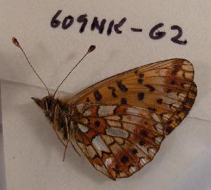  (Boloria perryi - 609NK-G2)  @13 [ ] Unspecified (default): All Rights Reserved  Unspecified Unspecified