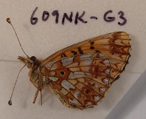 (Boloria perryi - 609NK-G3)  @13 [ ] Unspecified (default): All Rights Reserved  Unspecified Unspecified