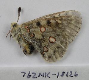  ( - 762NK-18126)  @12 [ ] Unspecified (default): All Rights Reserved  Unspecified Unspecified