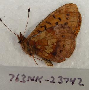  ( - 763NK-23742)  @12 [ ] Unspecified (default): All Rights Reserved  Unspecified Unspecified