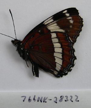  ( - 766NK-28322)  @12 [ ] Unspecified (default): All Rights Reserved  Unspecified Unspecified