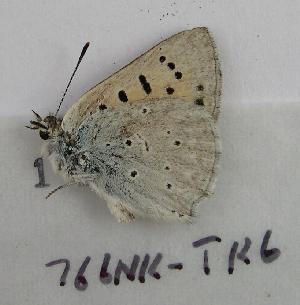  (Lycaena ferrisi - 766NK-TK6)  @13 [ ] Unspecified (default): All Rights Reserved  Unspecified Unspecified