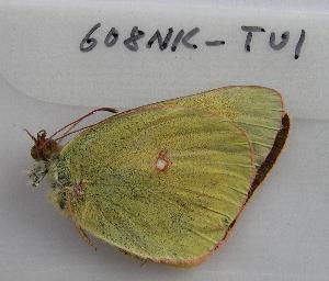  (Colias christina - 608NK-TU1)  @13 [ ] Unspecified (default): All Rights Reserved  Unspecified Unspecified