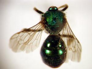  (Augochlorella - Bee12-1)  @15 [ ] Copyright (2010) Unspecified Unspecified