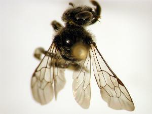  ( - Bee13-5)  @13 [ ] Copyright (2010) Unspecified Unspecified