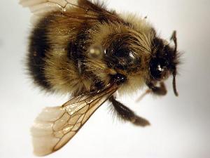  ( - Bee25-26)  @13 [ ] Copyright (2010) Unspecified Unspecified